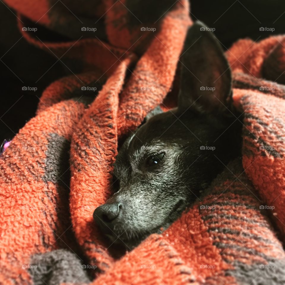 Cute Chihuahua wrapped in blankets. 