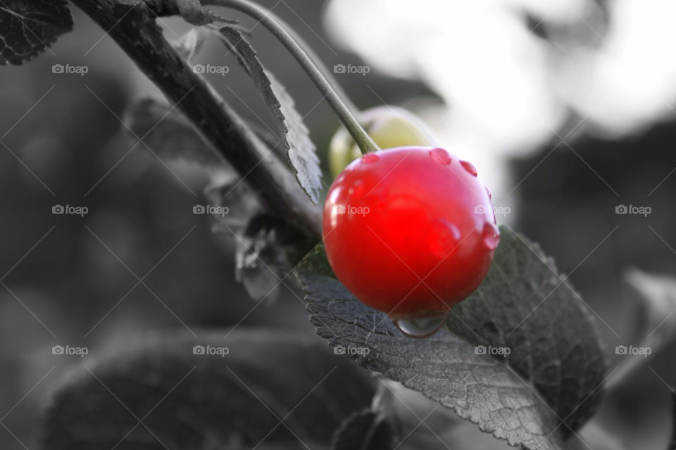 sweden red water cherry by lorimar