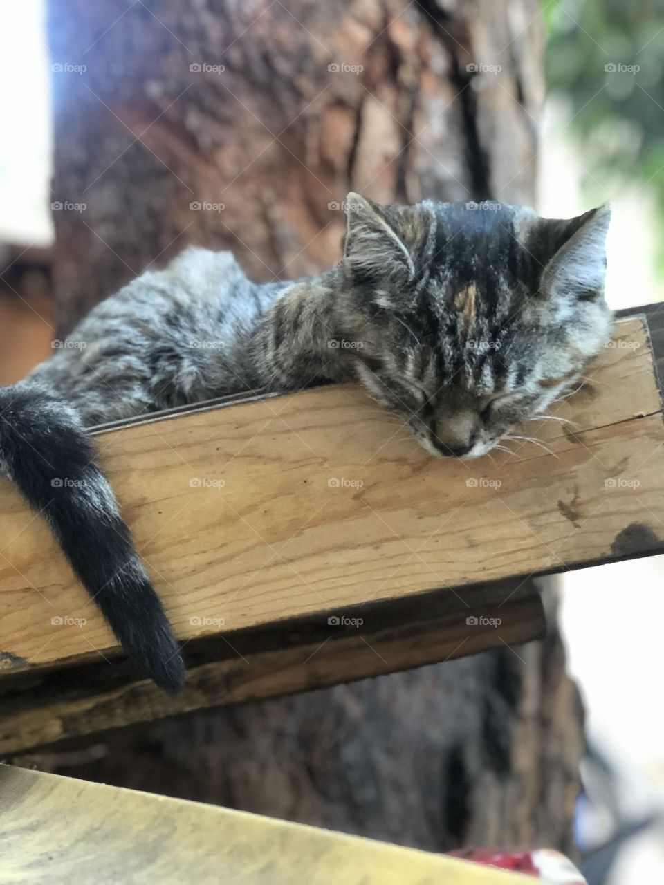 My little kitten, suzu, resting on our job site.