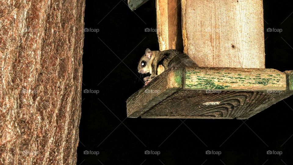 Flying Squirrel on feeder