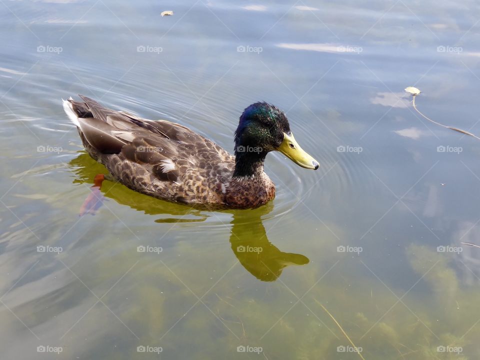 Duck 