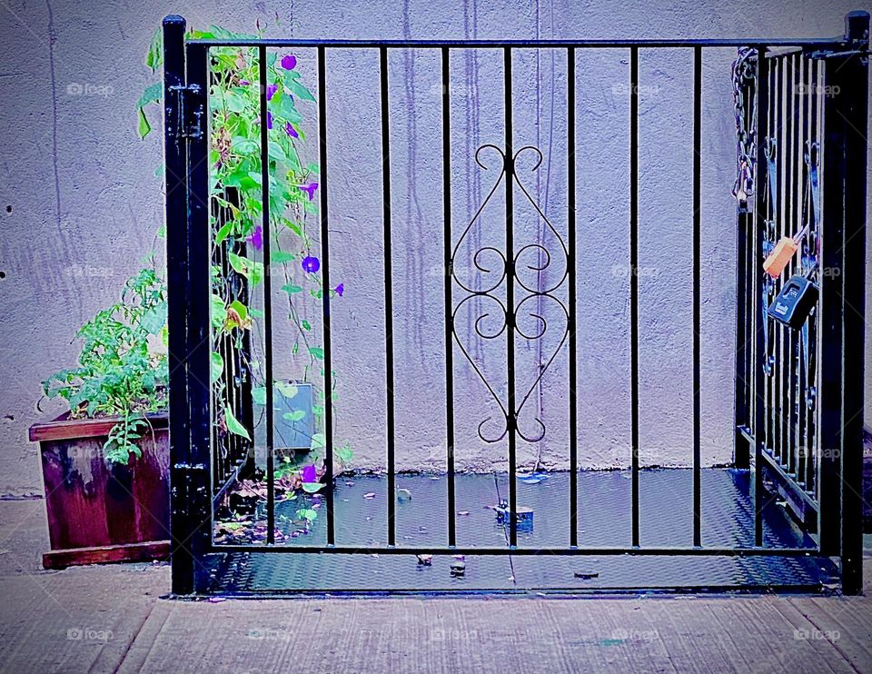 Right next to the sunflower mural on Fulton St in Fort Greene, Brooklyn, NY are these beautiful potted plants growing and climbing up along the ornamented iron fence that encloses the area on the sidewalk where they are. 2021. Hypnotic Productions