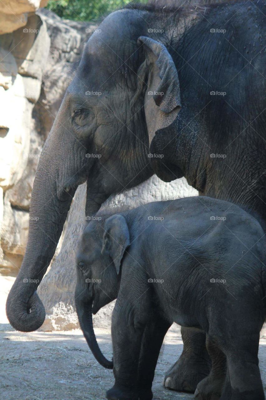 Mama and Baby Elephant