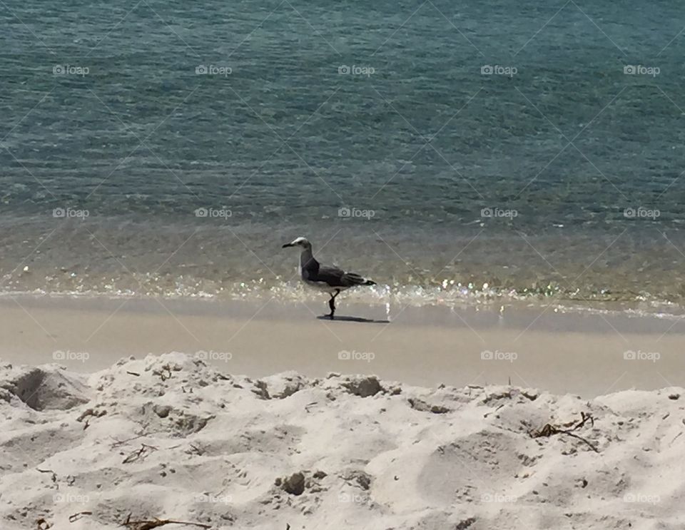 Pelican on beach