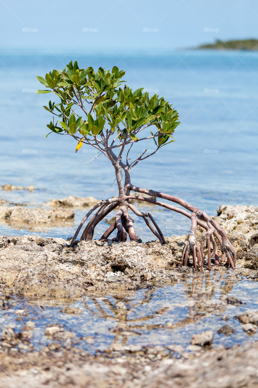 Young mangrove tree in the sea