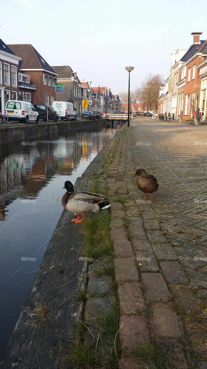 Canal Ducks . bolsward village 