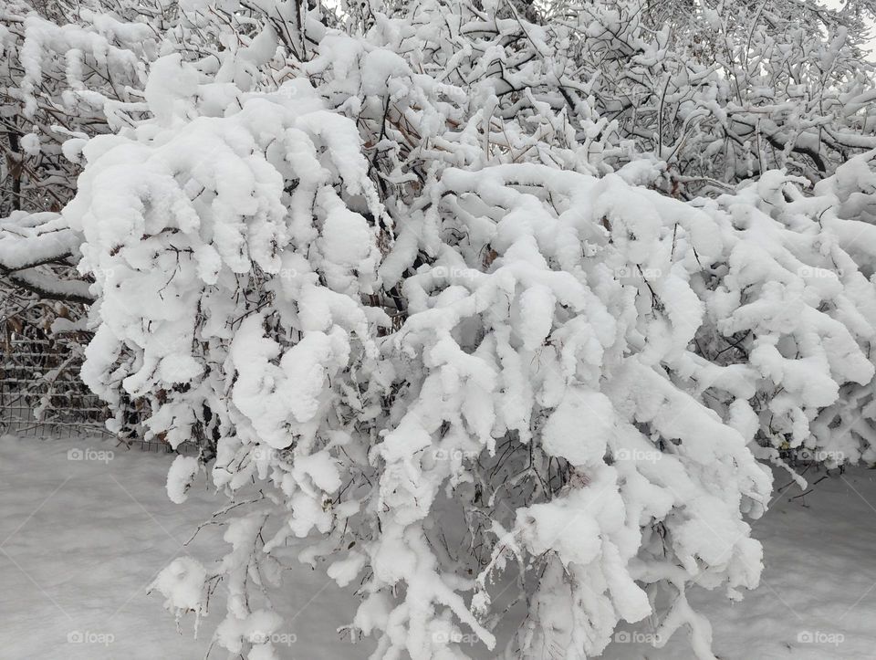 snowy lilacs