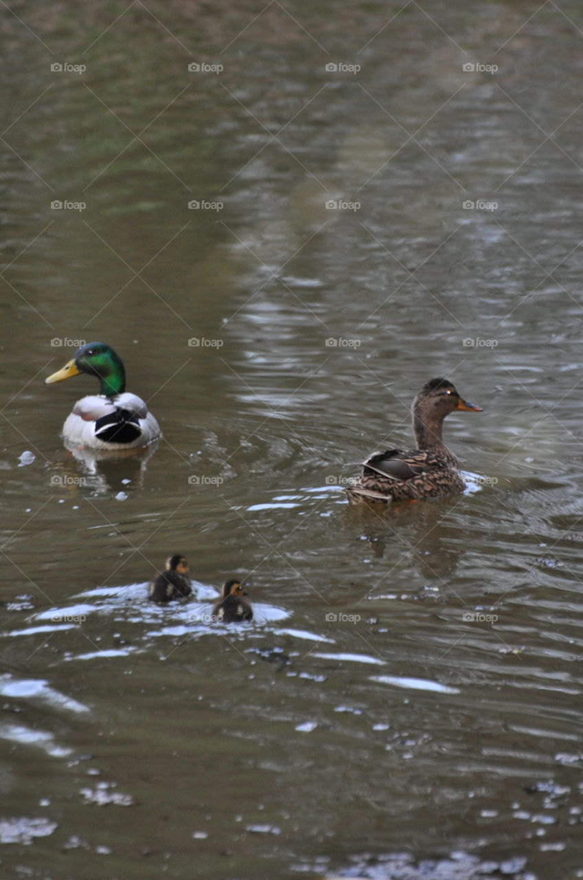 Duck, Bird, Water, Waterfowl, Lake