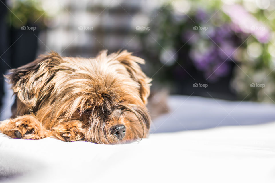 sleepy, fluffy dog