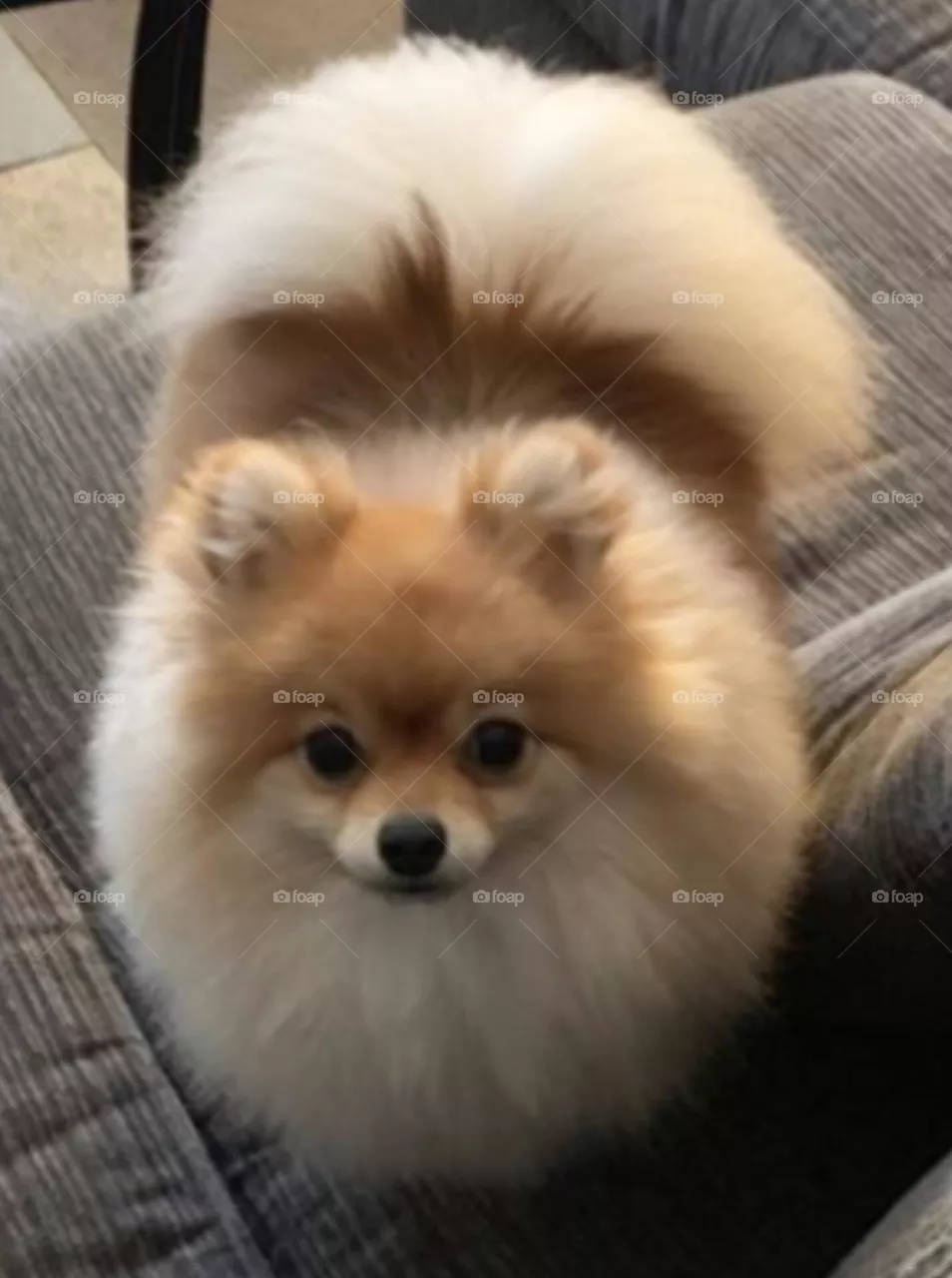 🐕
