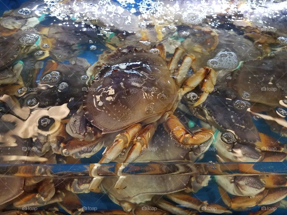 crab