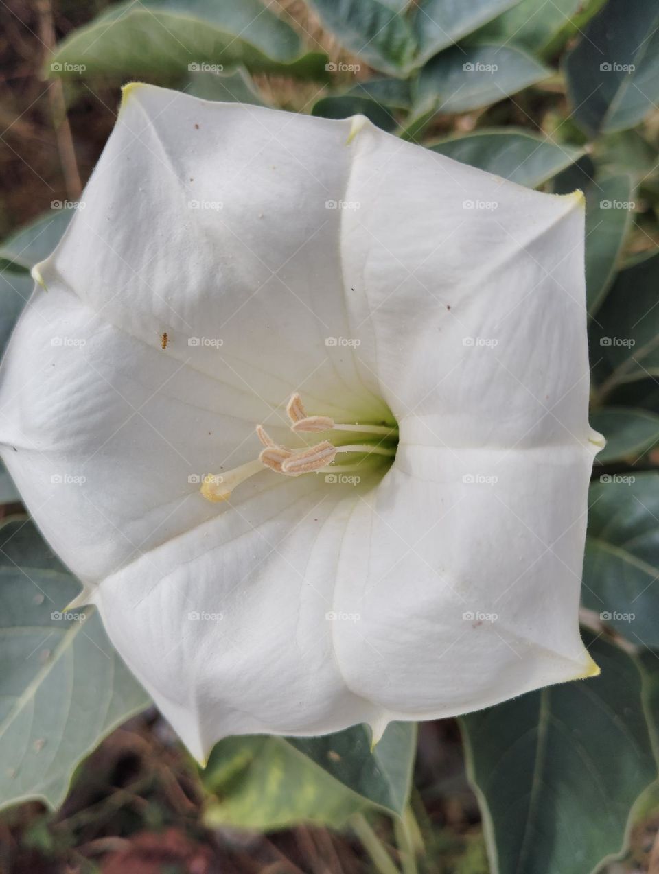 the datura flower white seasonal fresh shurb looks very beautiful generally found everywhere