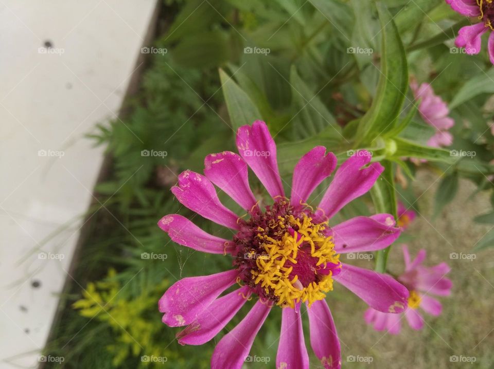 red flower seasonal fresh shurb small size looks very beautiful generally found everywhere seasonal