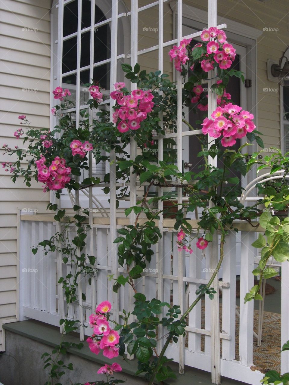 Pink flowered trellis