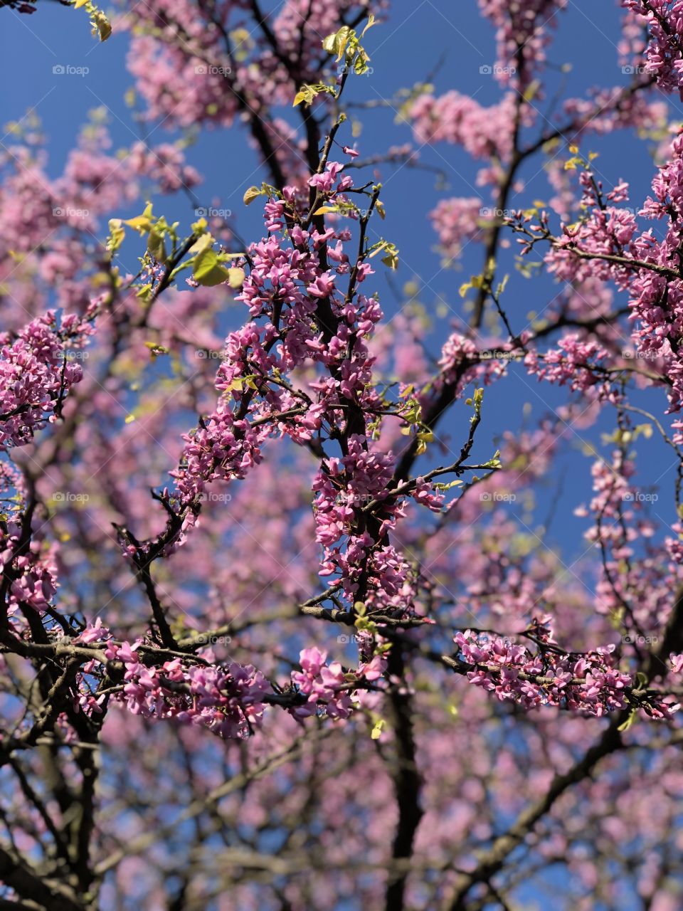 May blossoms in spring