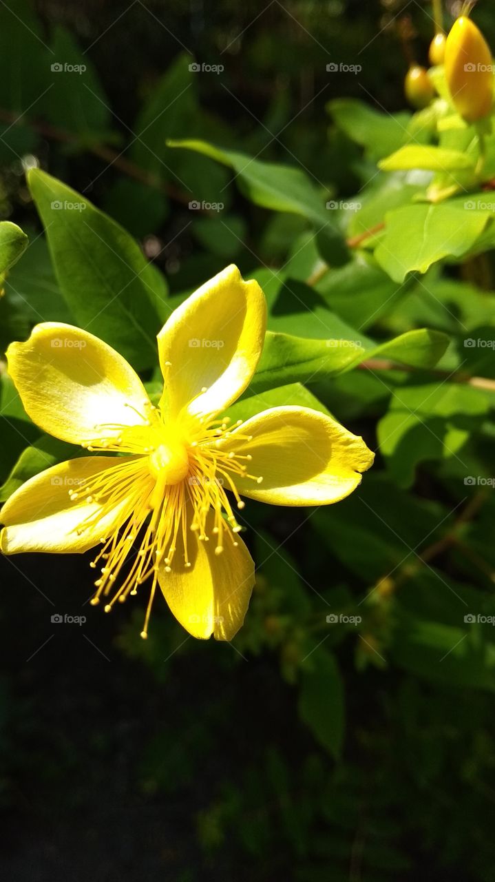 цветы природа