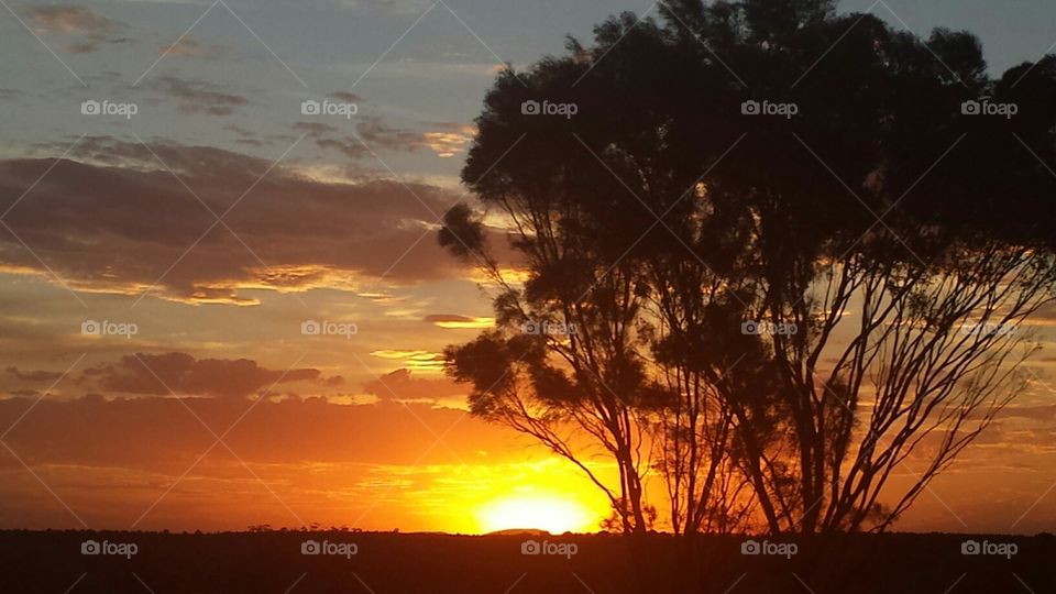 Sunset through the Gumtree