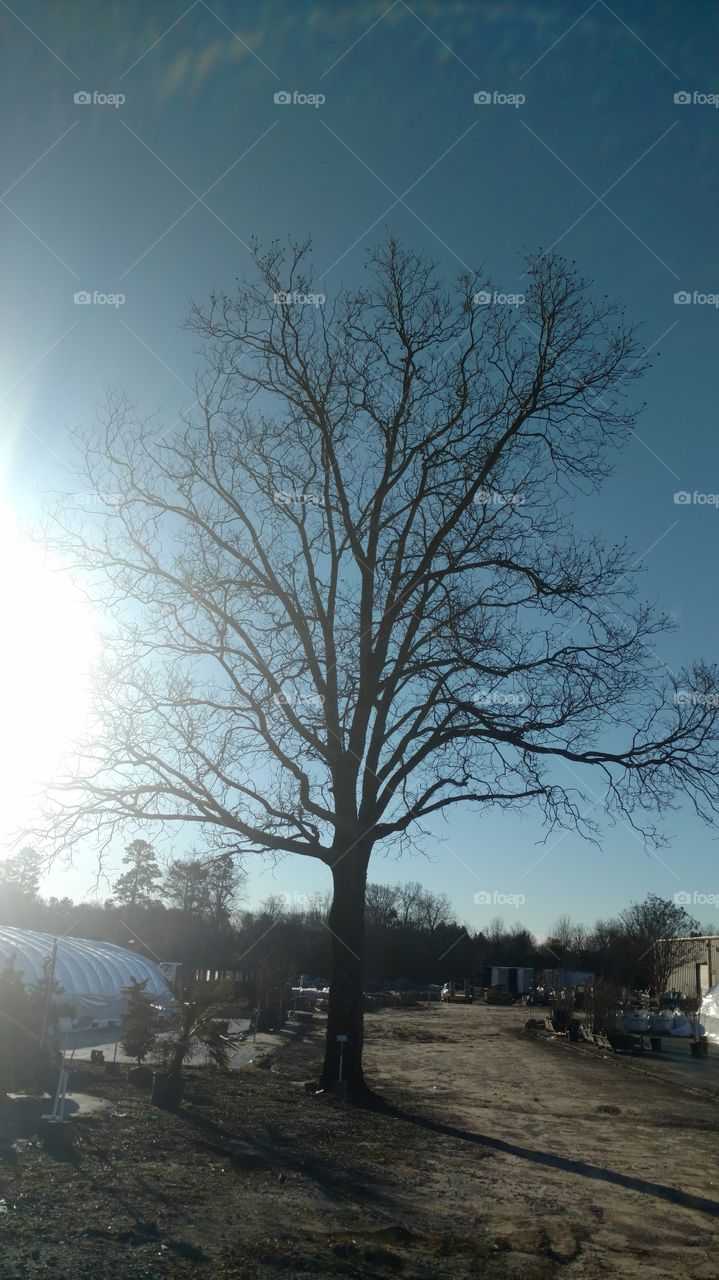 No Person, Tree, Landscape, Winter, Weather