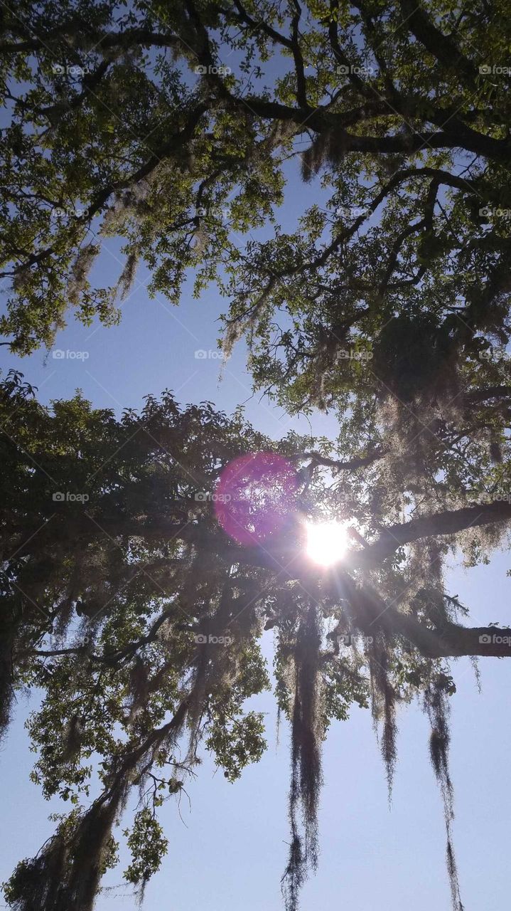 Sunlight shining through the branches of a Florida oak tree with Florida moss hanging down.