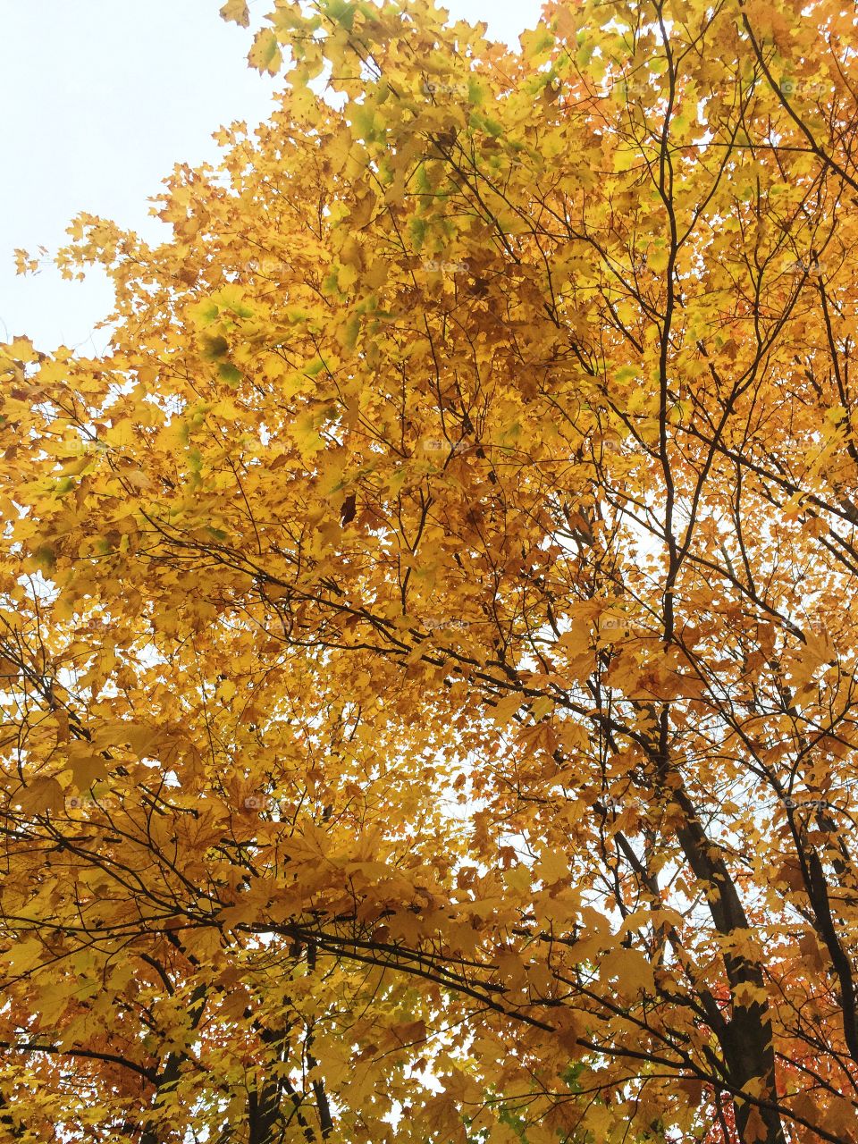 Autumn Treetops
