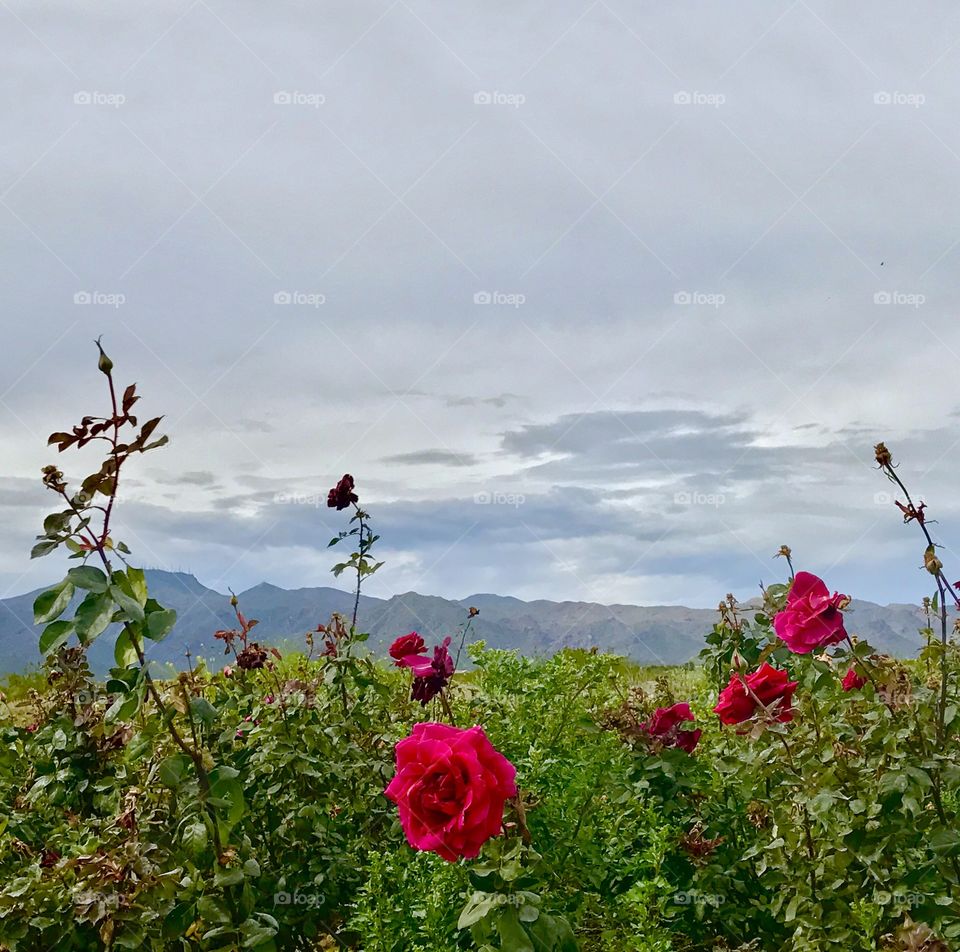 Red Flowers in Front of Mountains