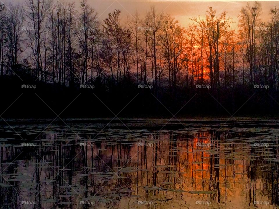 Pond 