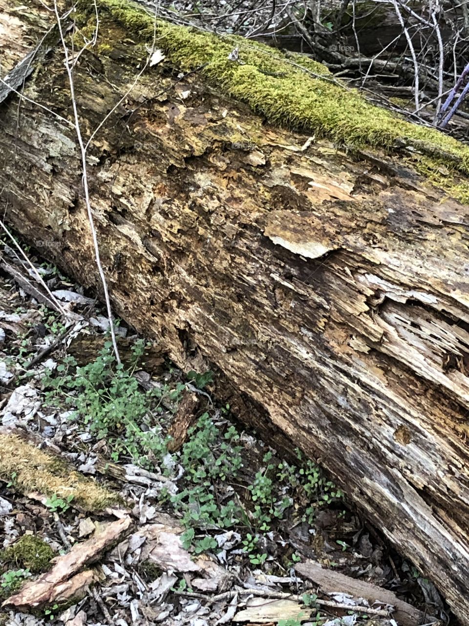 Fallen log in forest moss branches wood 