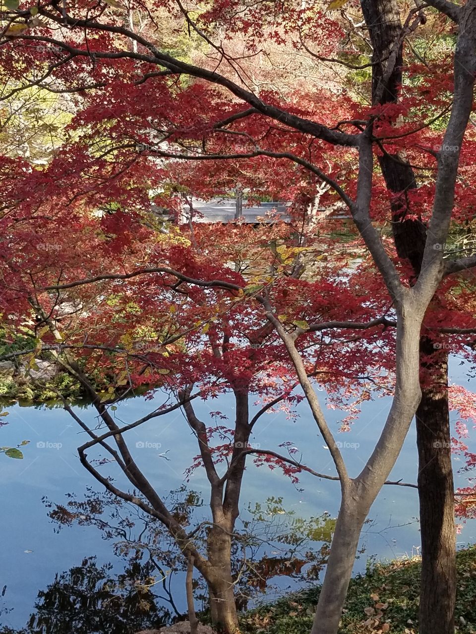 Japanese Gardens at Fort Worth botanical