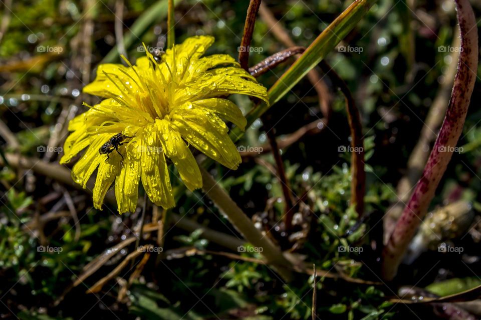 Dandelion