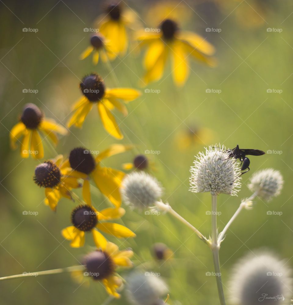 Close-up of insect on flower