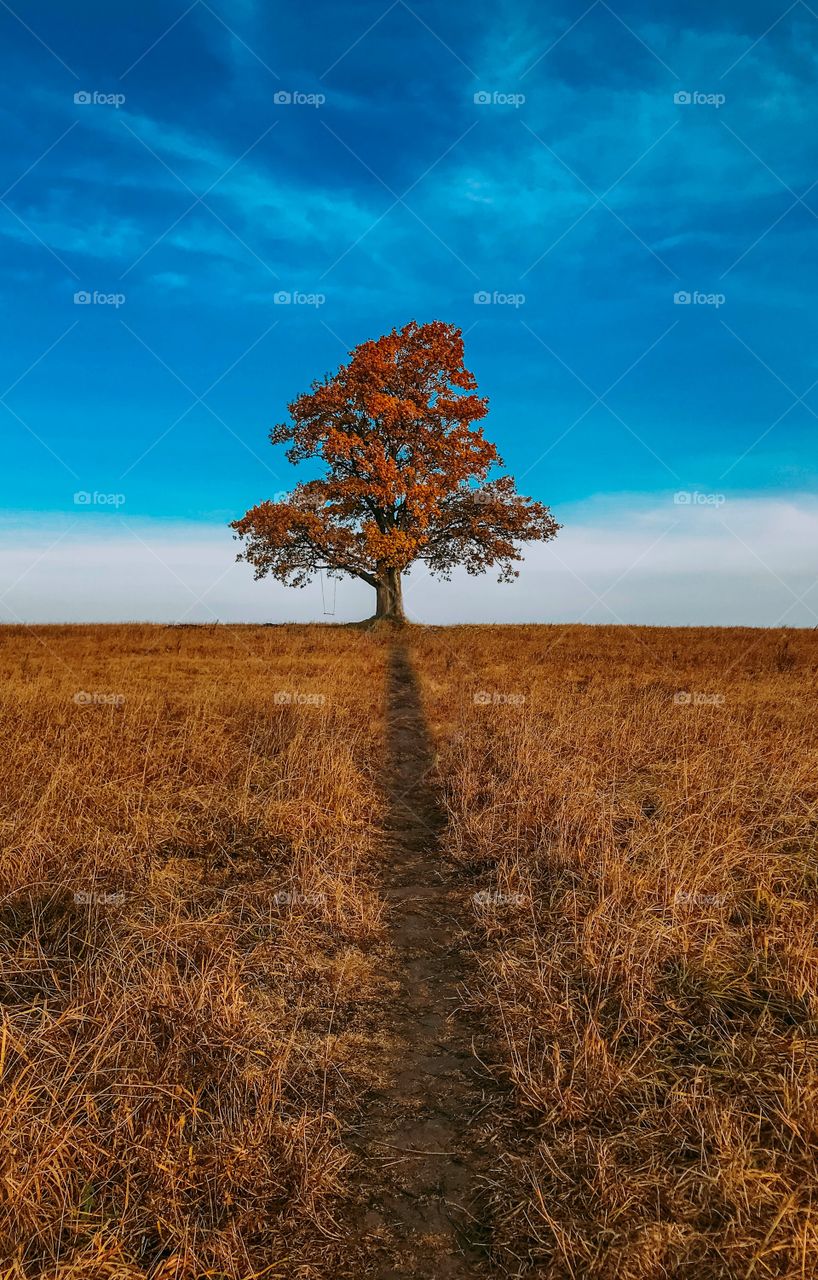 Lonely tree on the field, autumn 