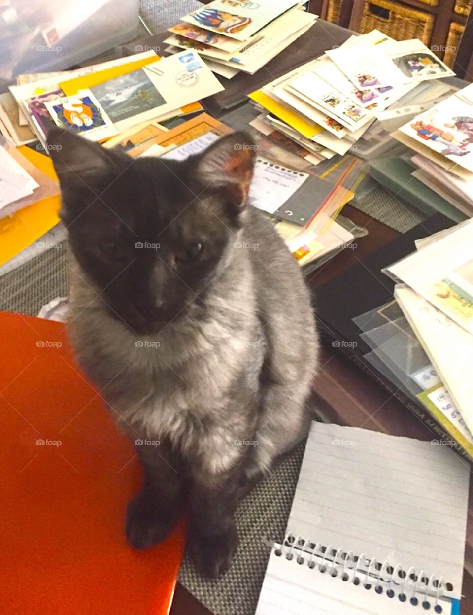 Just another boring day at the office, BORING! No sorry I’m the boss and I won’t move. 