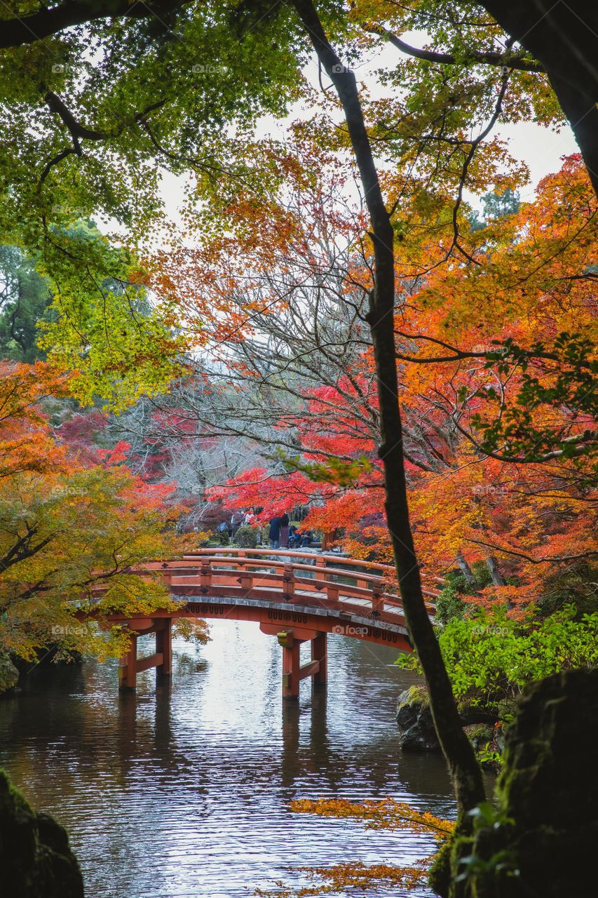 the small bridge and colorful trees