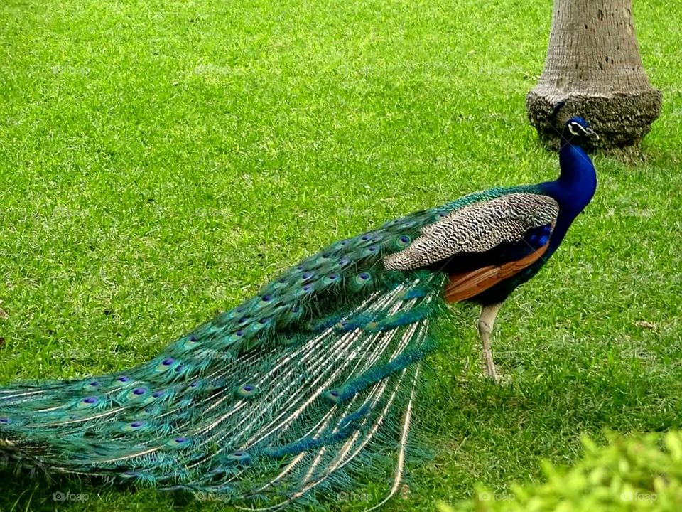 Pretty Peacock