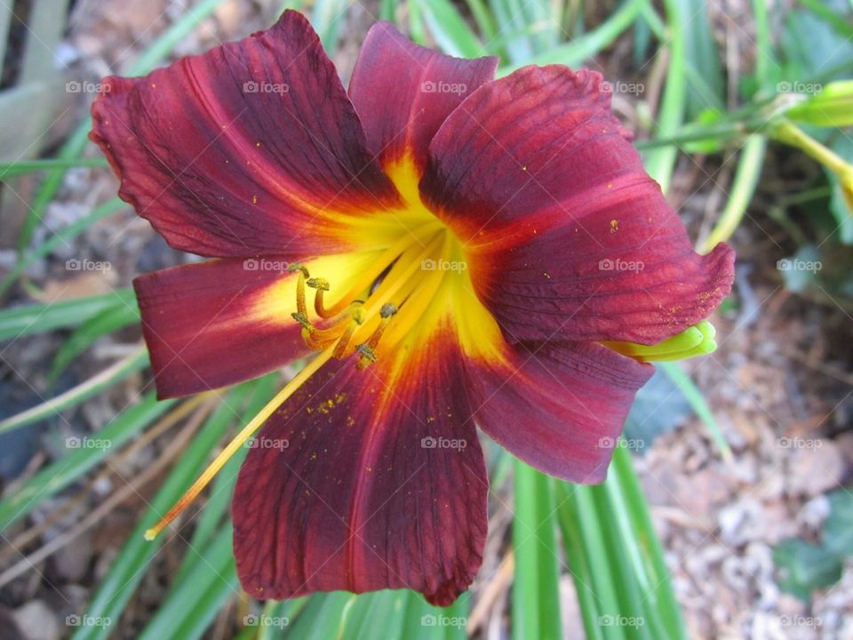 Daylily 