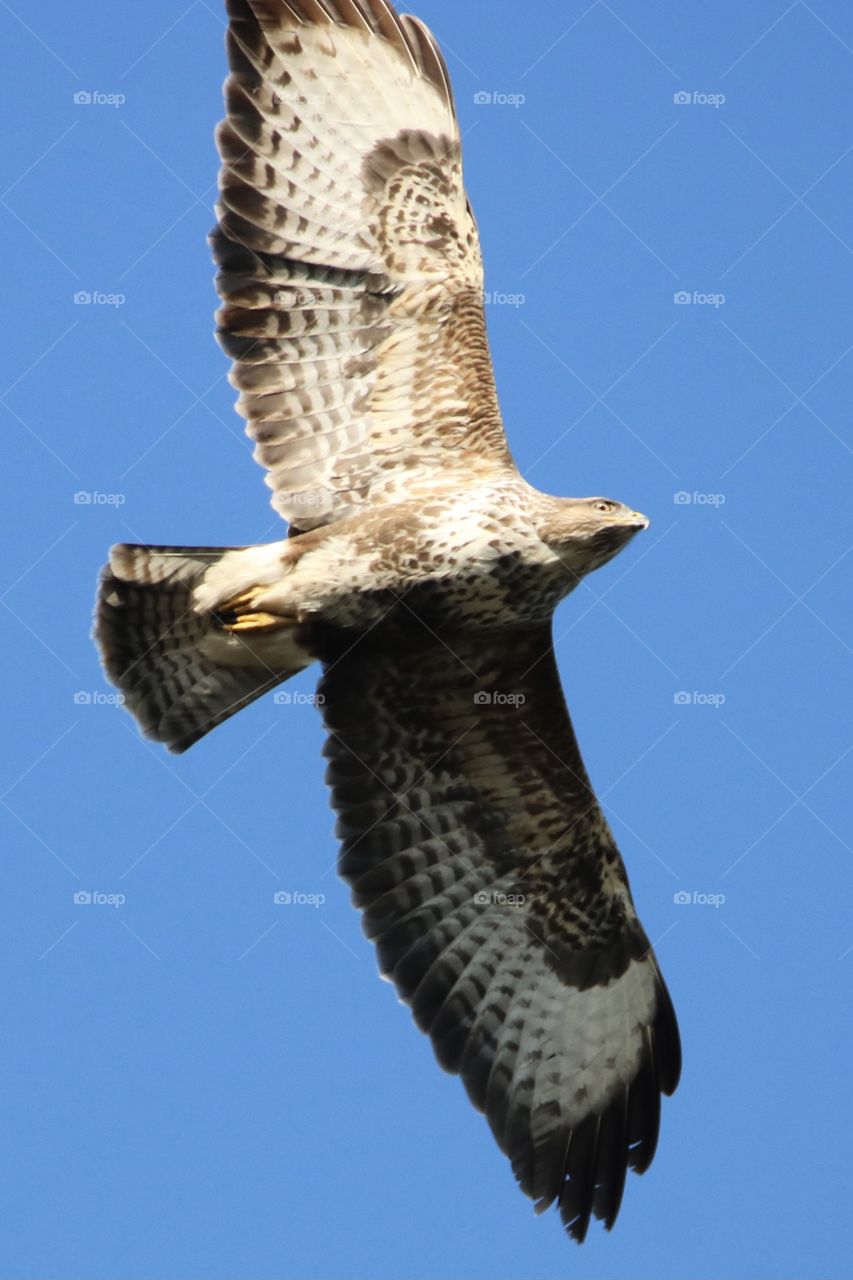 Buzzard 