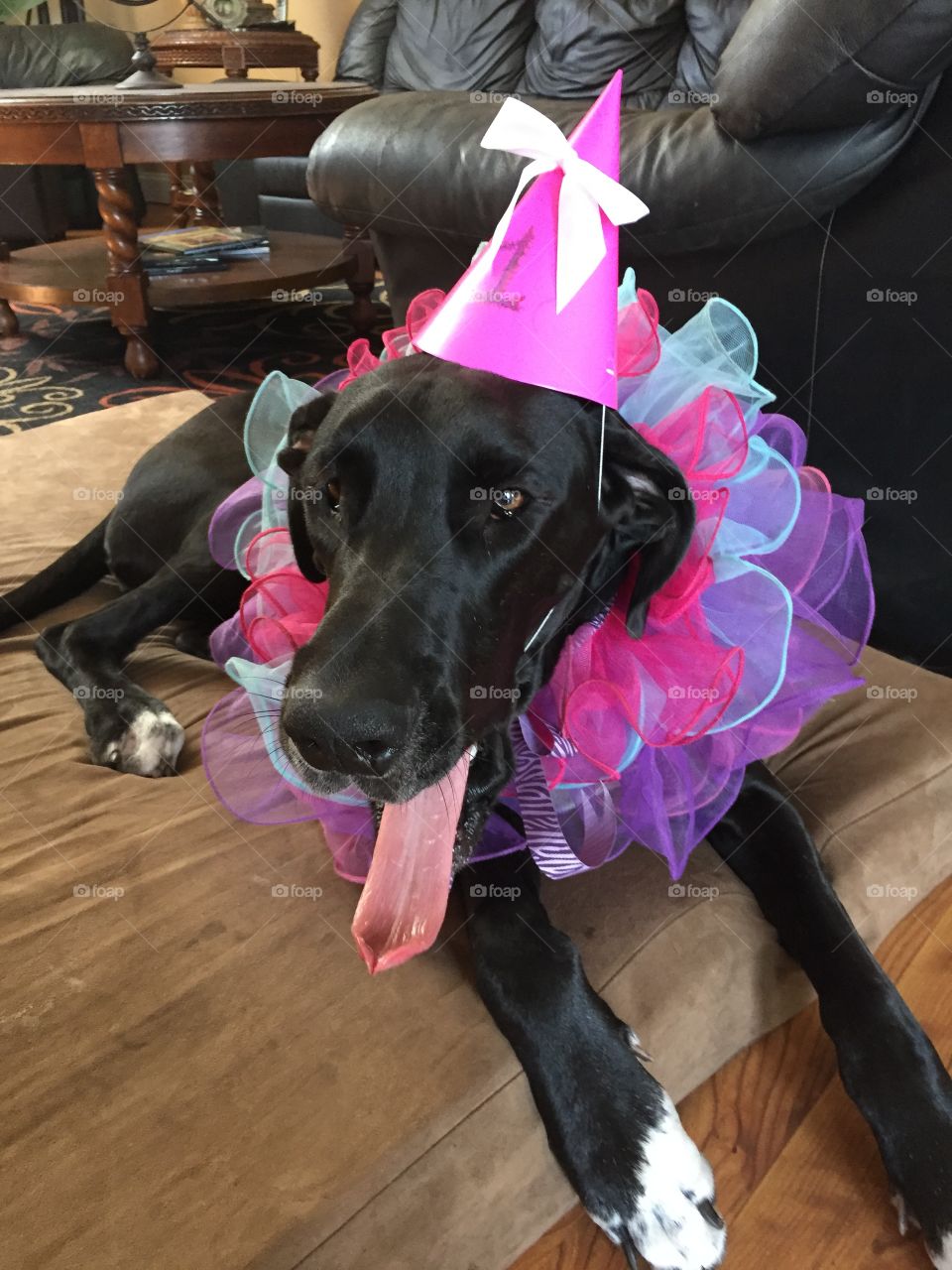 Black Great Dane dressed to party. 