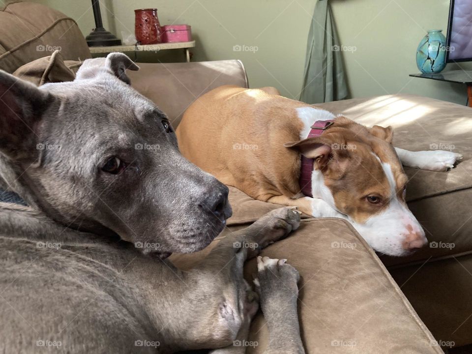 BFF dogs chilling on a couch 