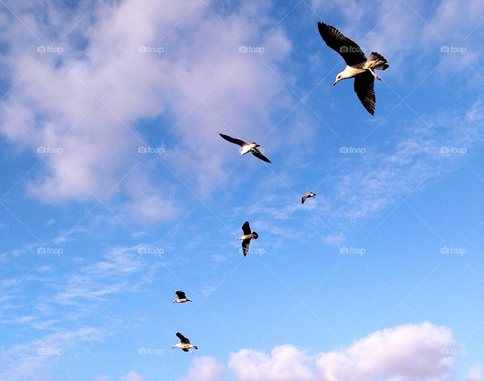 seagulls flying in the sky