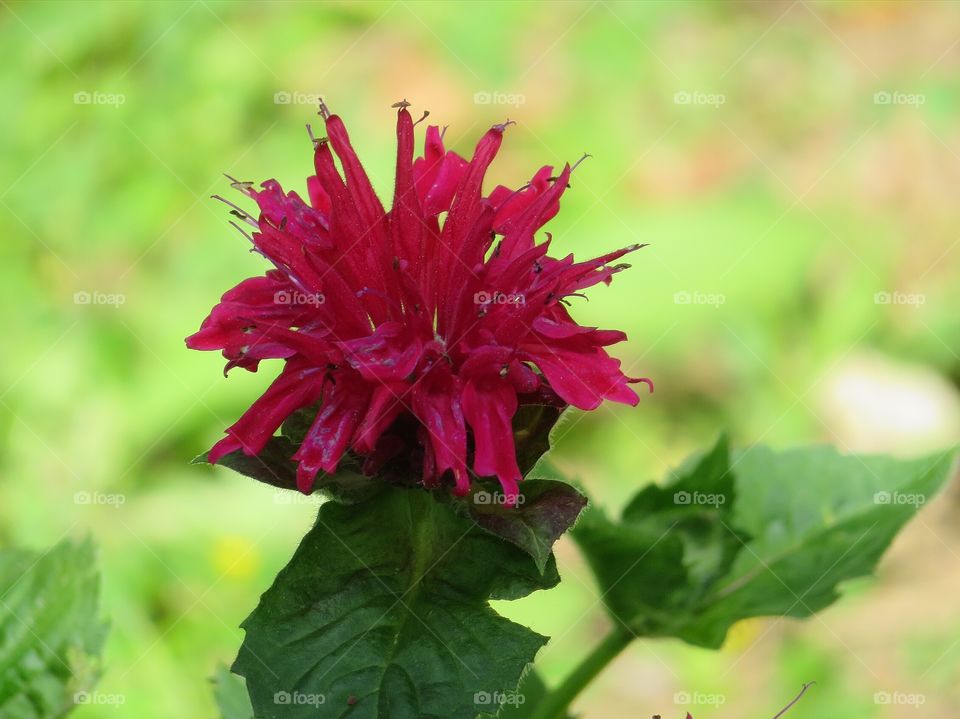 Bee Balm
