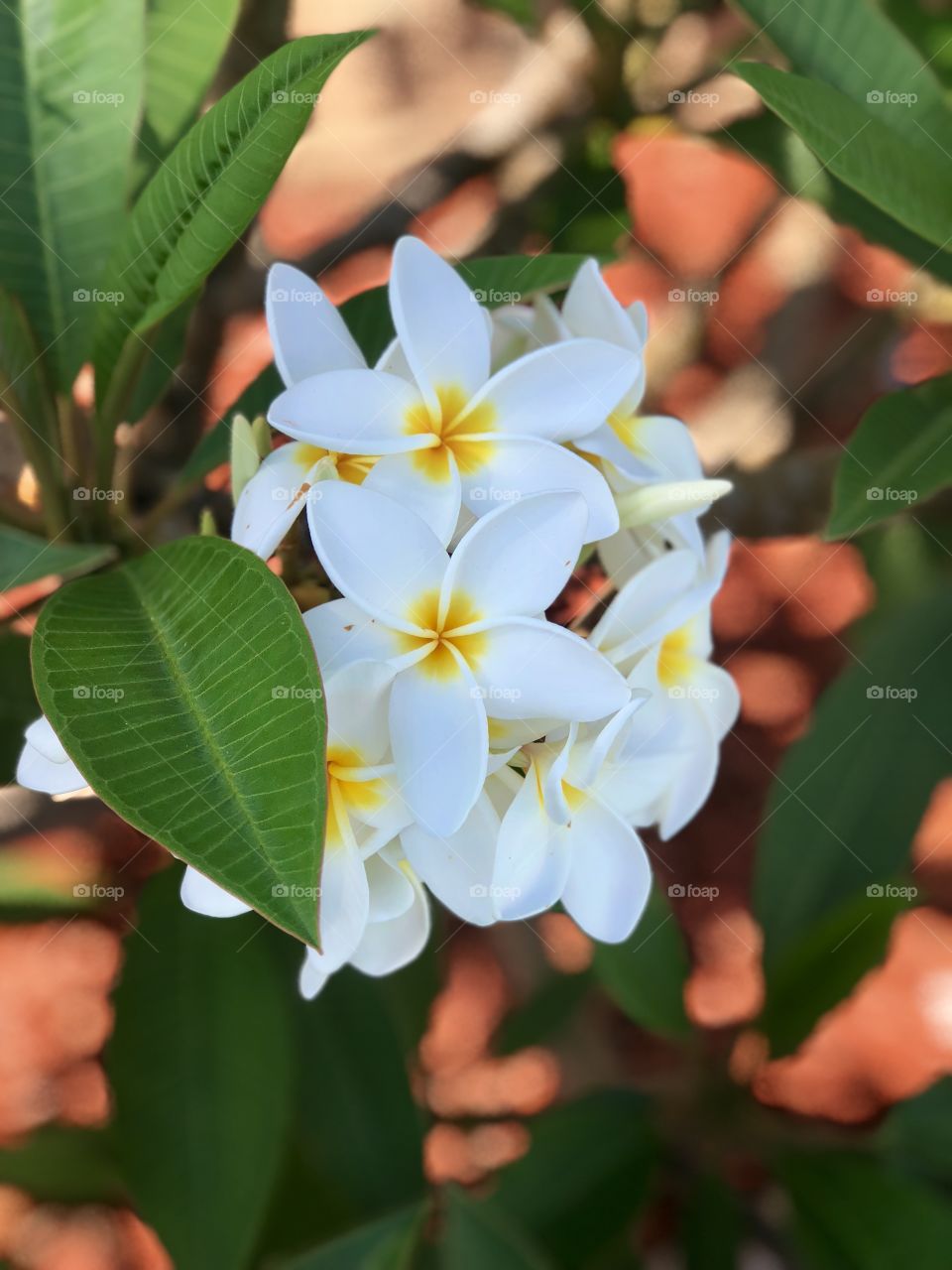 Foap Mission Crazy Plant People! Amazing and Tropical Blooming Plumeria.