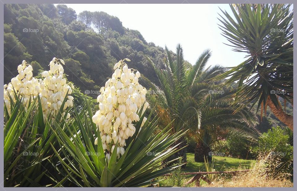 Flowered yucca. Beatiful garden near a bar on the beach.