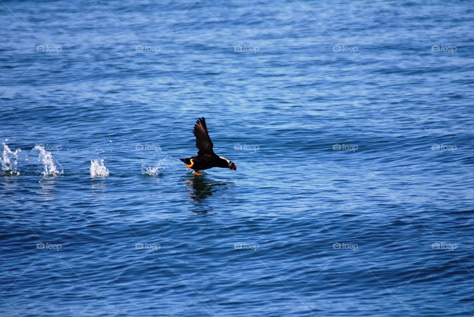 Tufted Puffin running takeoff
