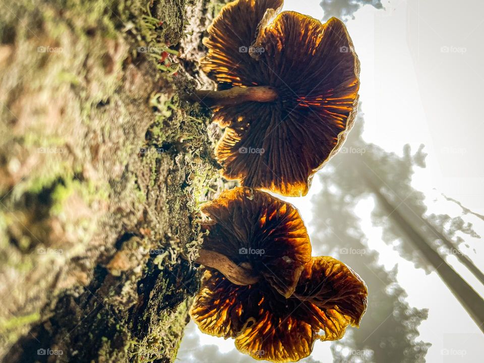Mushrooms on a tree