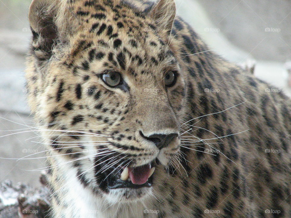 Leopard . Hogle zoo 