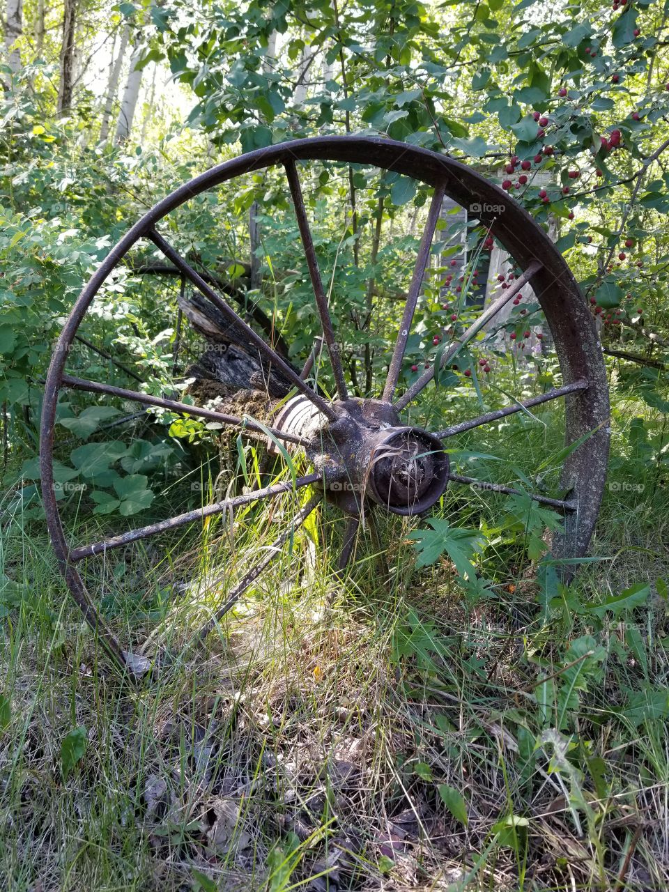 Of abandoned farm machinery found on the prairies.