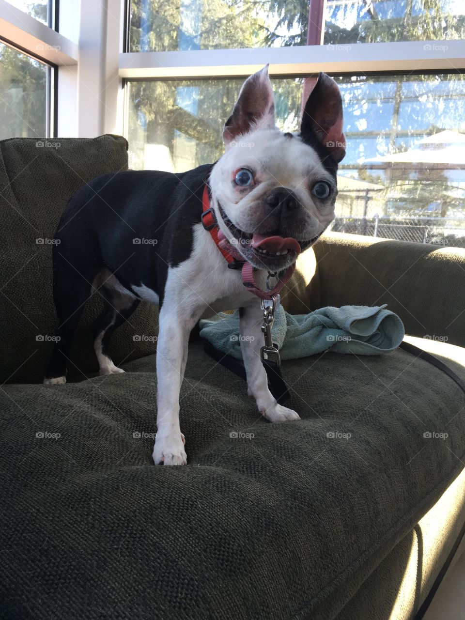 Ms. Cleo, 13 years old, Boston Terrier, 
Blind but that doesn’t stop this pup from living life to the fullest!  