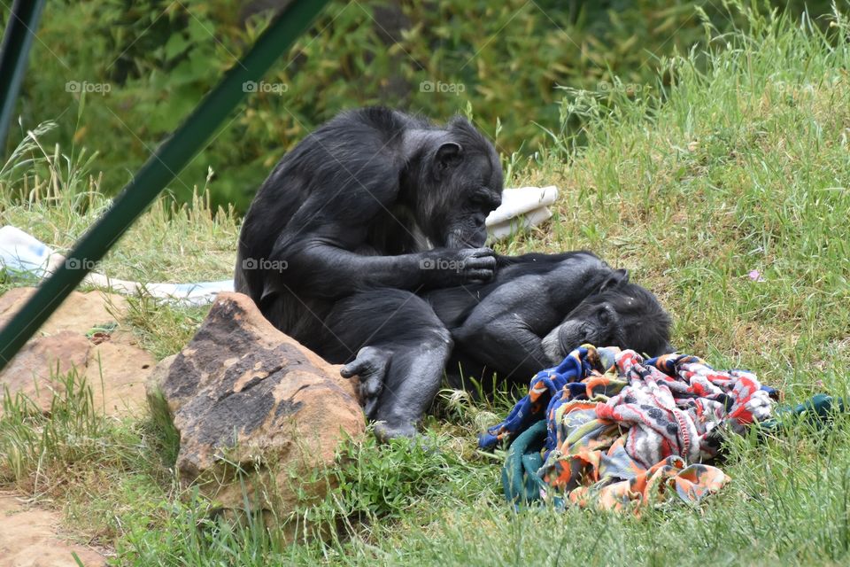 Gorilla Grooming Time