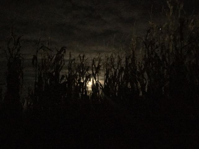 Corn maze at night, Goblin’s delight 