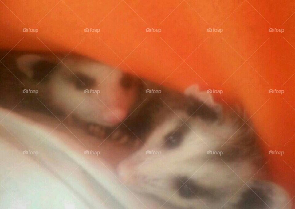 found her brother now looking for the rest of the babies